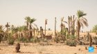 The exodus of oasis dwellers: In Mauritania, climate change is threatening date farmers